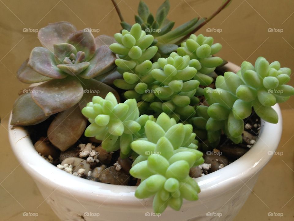 Succulents