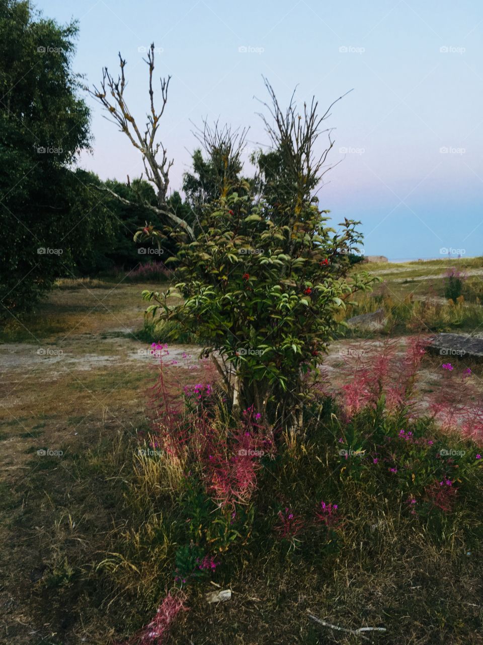 Plant on the beach coast