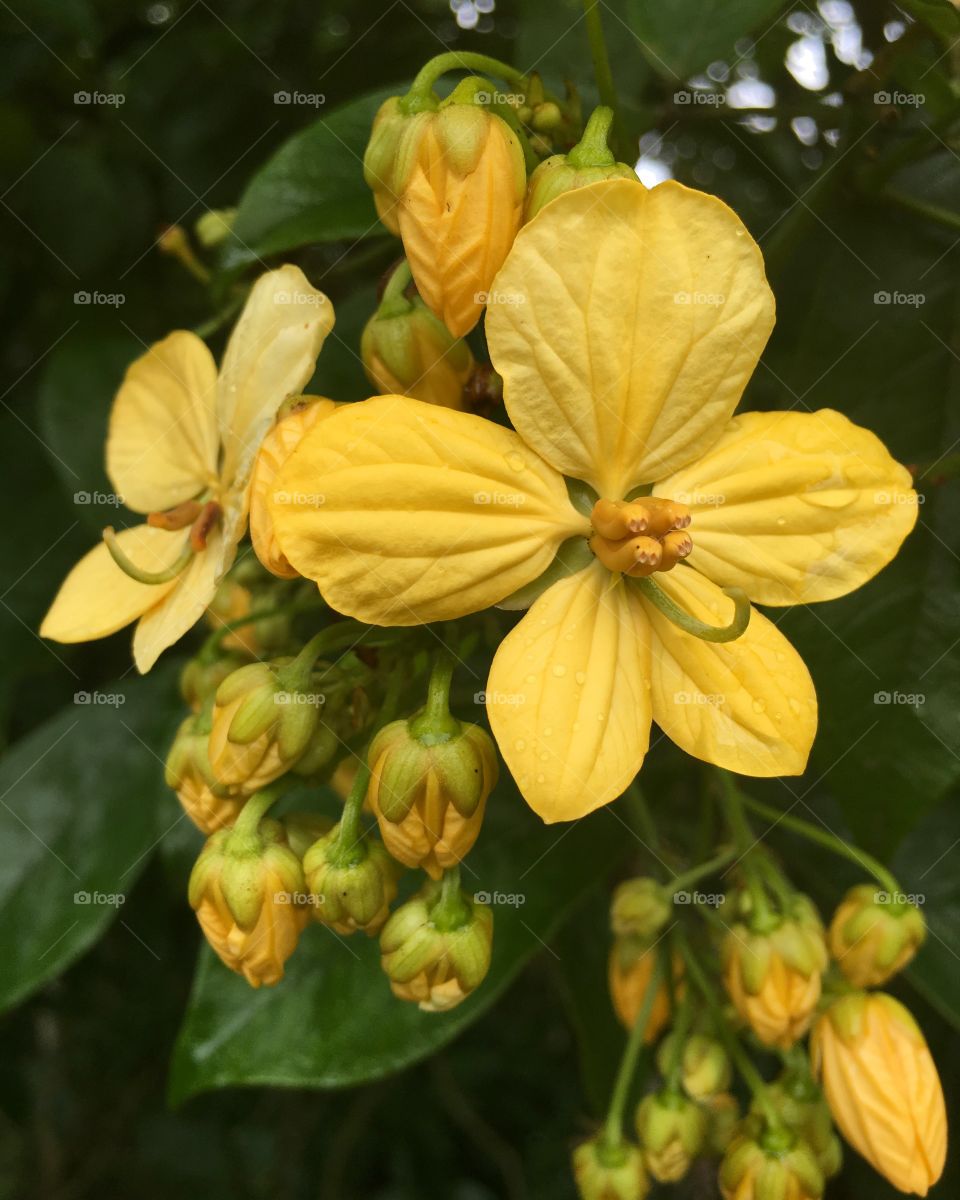 Yellow flower