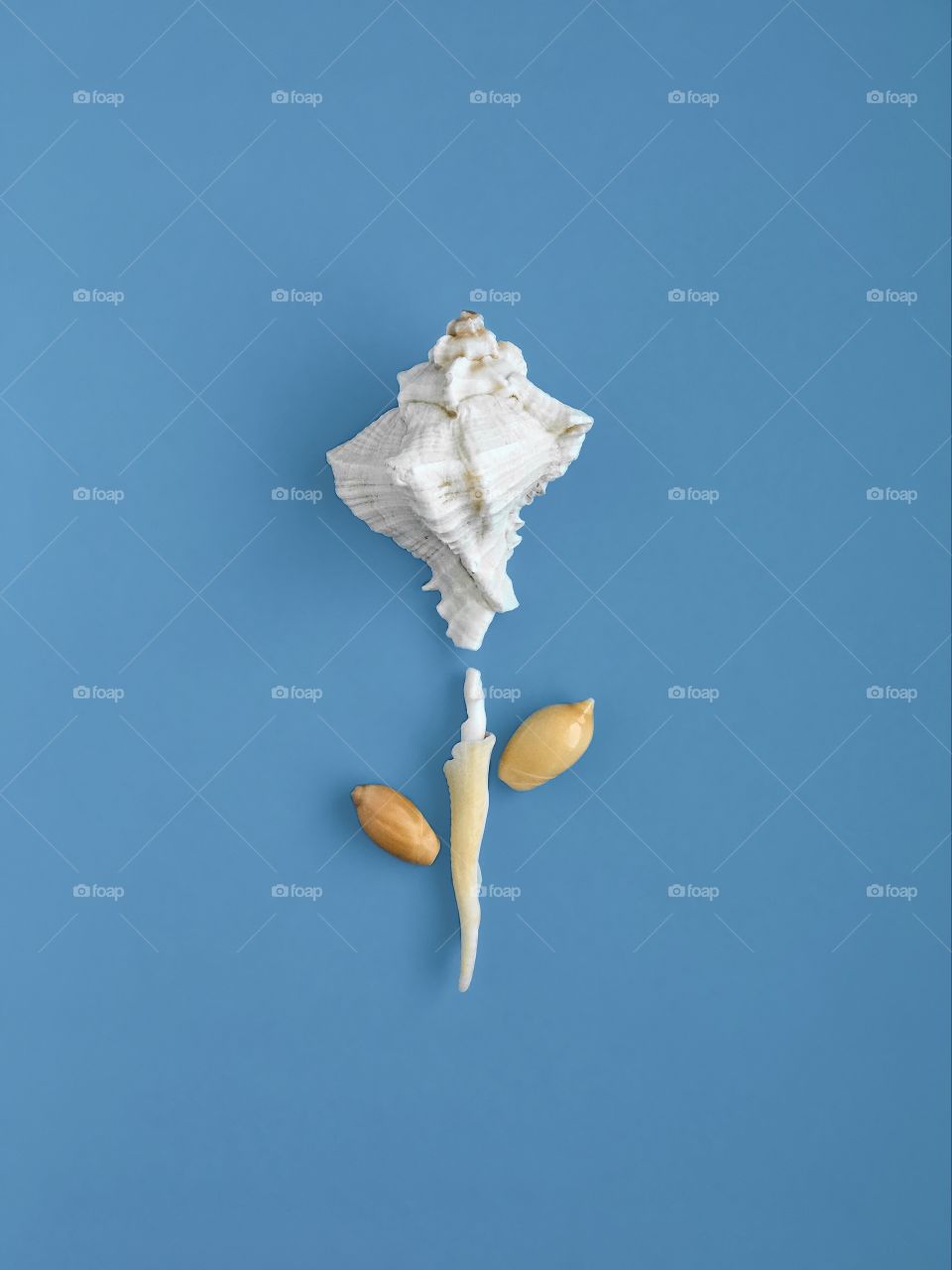 Shell flower on blue paper background