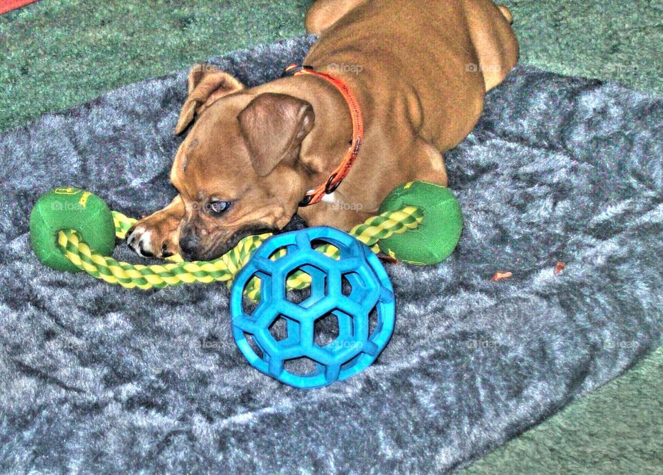 boxer puppy playing