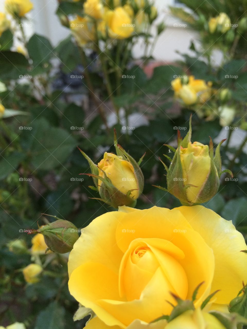 Yellow rosestall