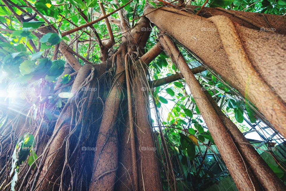 India rubber fig, ficus elastica, the rubber fig, rubber bush, rubber tree, rubber plant, or Indian rubber bush, Indian rubber tree, is a species of flowering plant in the family Moraceae,