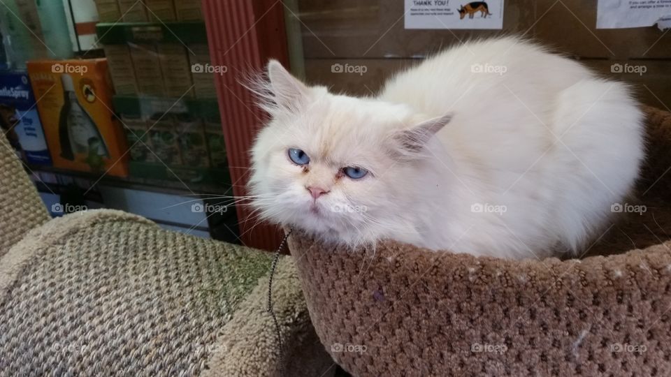 Pet Shop Kitty. Blue Eyed Cat in Store window