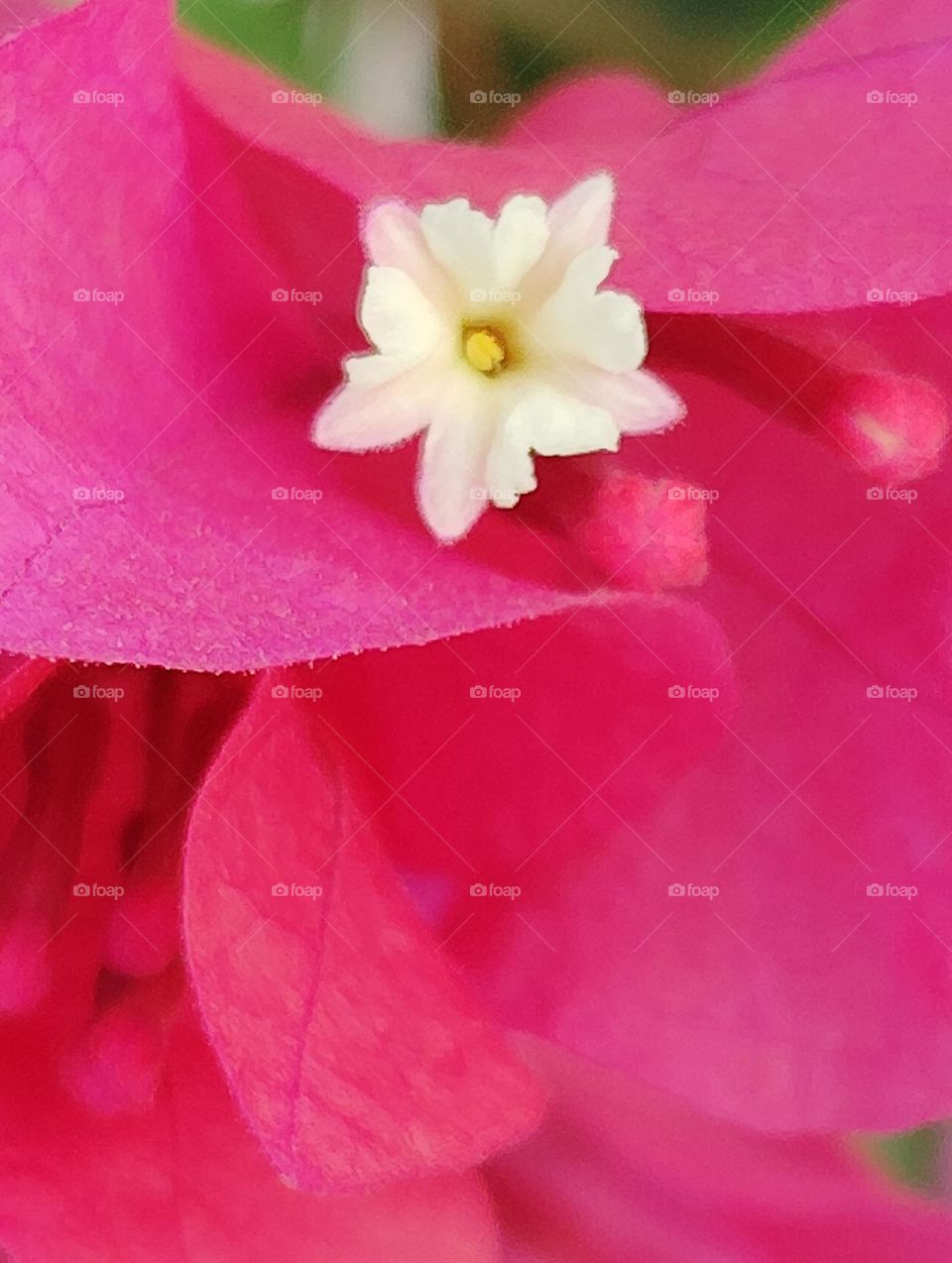 Bougainville pink flower seasonal fresh shurb looks very beautiful generally found everywhere