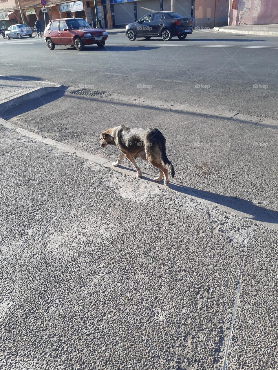 A stray dog walks alone on a sunlit sidewalk in Marrakech, casting a long shadow on the rough pavement. The warm tones of the scene highlight the resilience of street animals. (January 1, 2025)