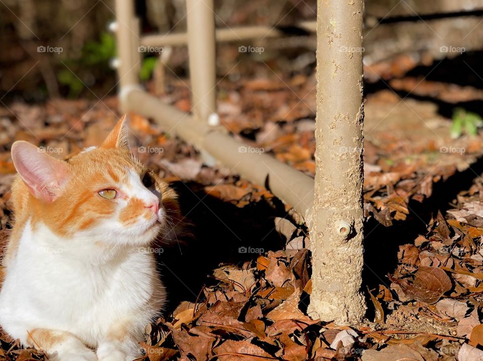 Cat In Leaves