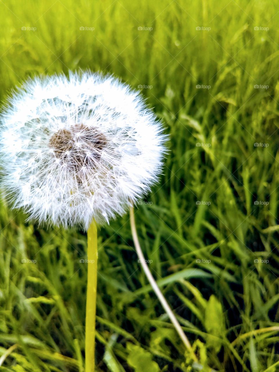 Dandi Dead Dandalion