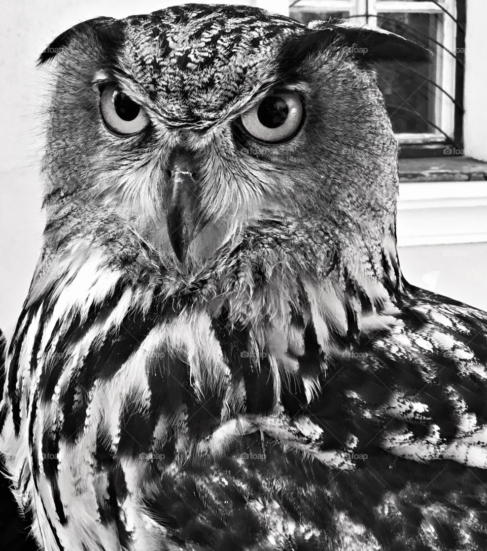 Bright-eyed and bushy-tailed OWL - Monochrome photography is photography where each position on an image can record and show a different amount of light, but not a different hue