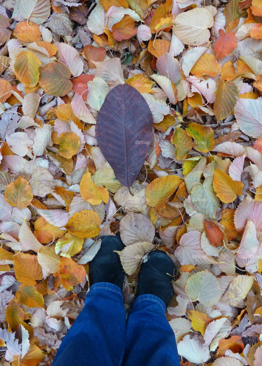 Standing in leaves. Standing in colorful leaves