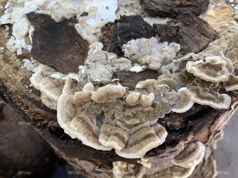 Mushrooms growing on bark 
