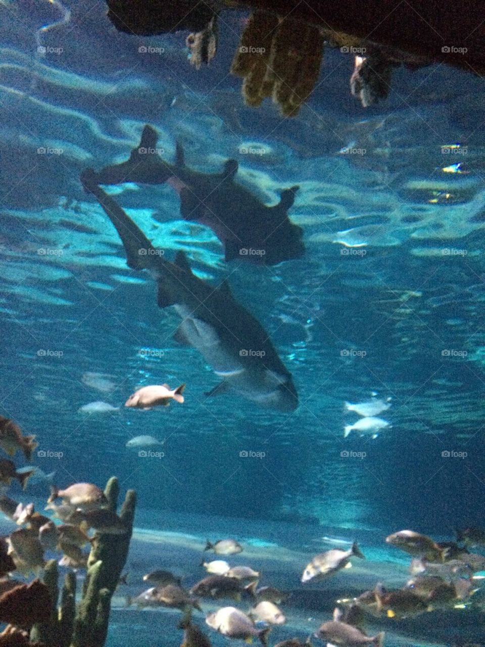 Sharks 