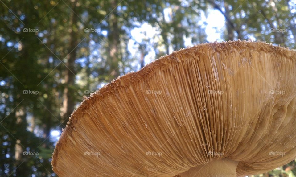 Ants View. Ants View