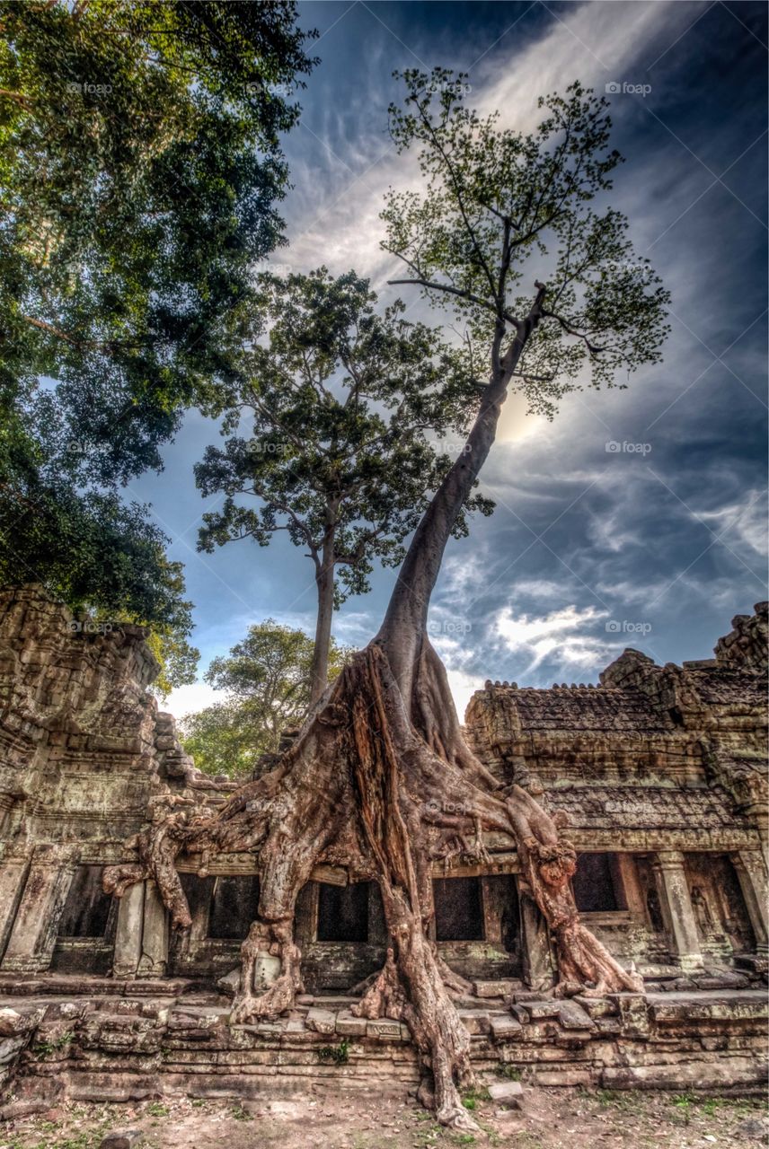 Tree temple of Angkor Wat