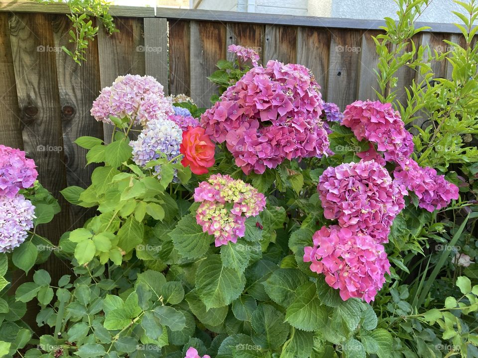 Pink hydrangeas by rustic fence 