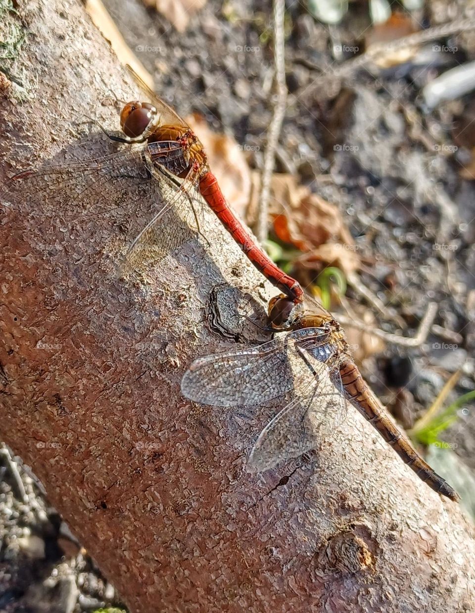 Mating dragonflies...