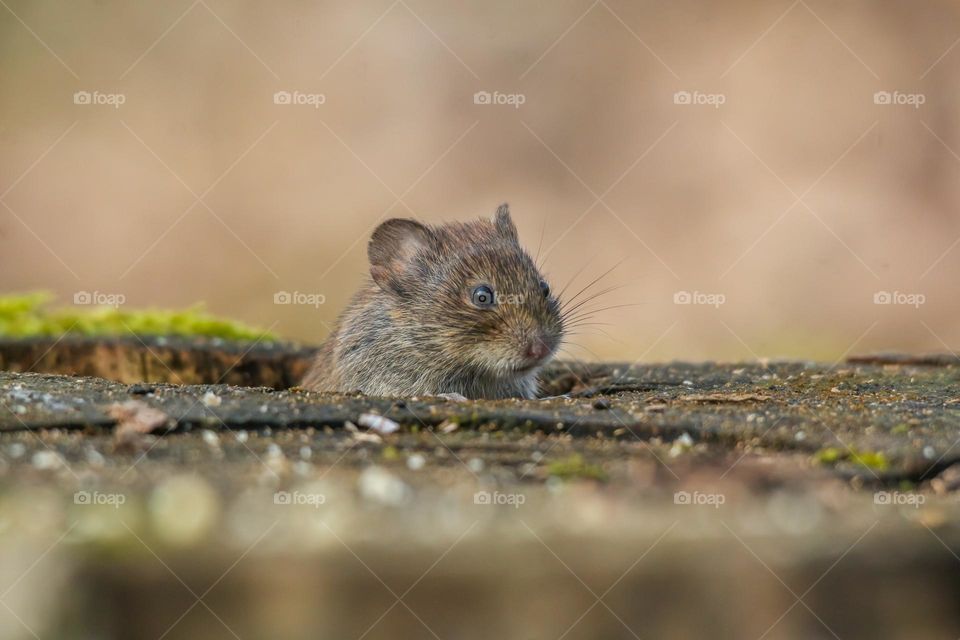 Little mouse coming out from its hole in the woods