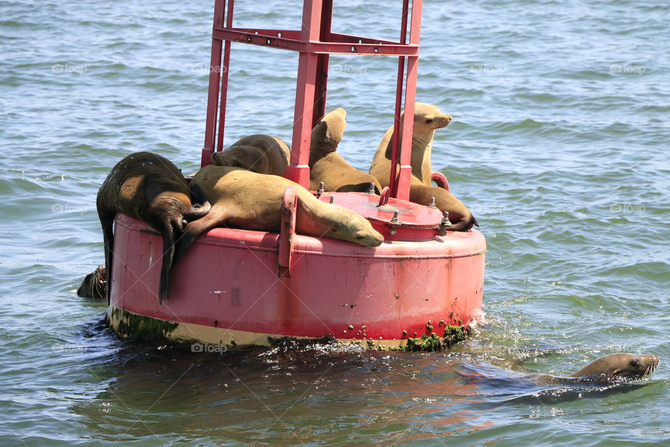 Sea otters 