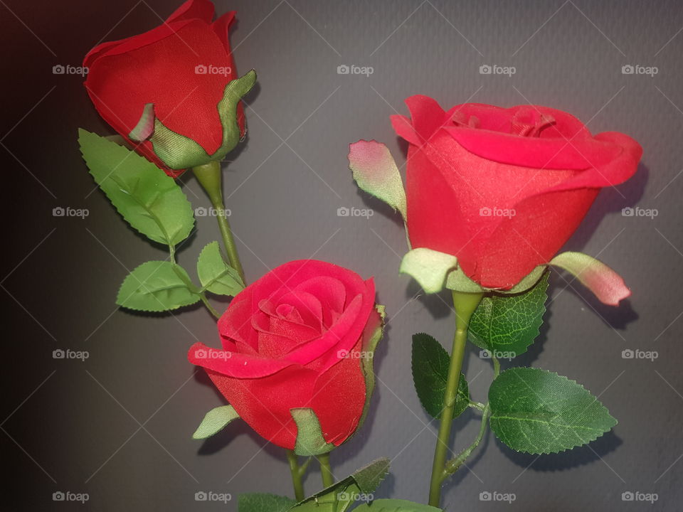 Art red roses, beautiful.