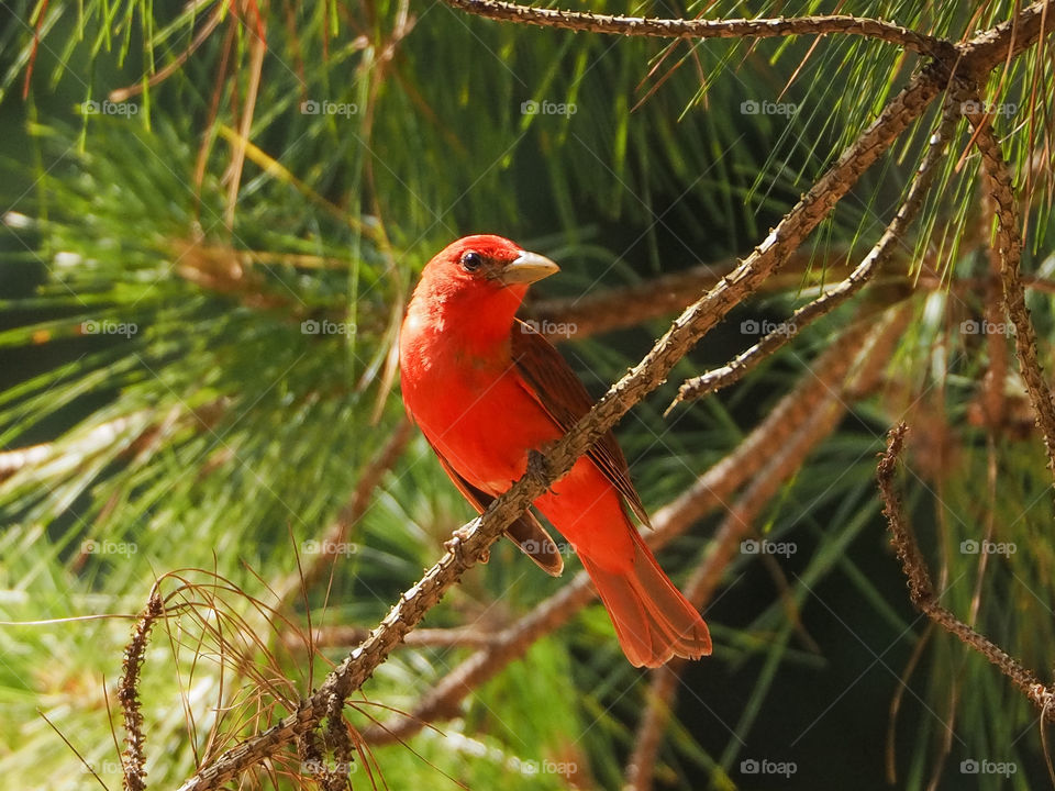 Scarlet Tanager on a pine branch