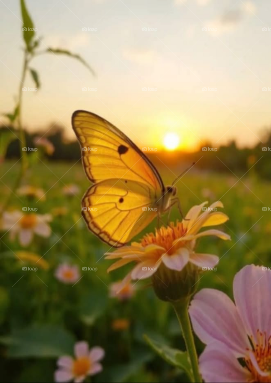 The butterfly fluttered gracefully from flower to flower, its delicate wings shimmering in the sunlight.