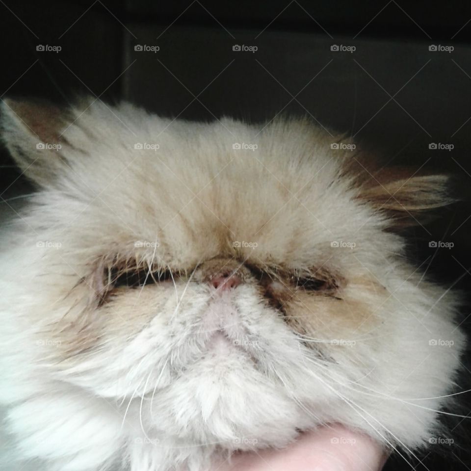 Sad looking fluffy persian cat