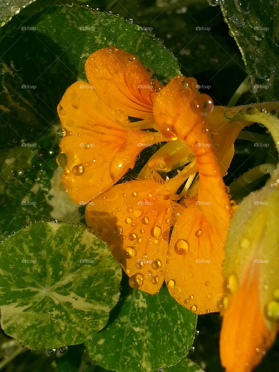 morning dew