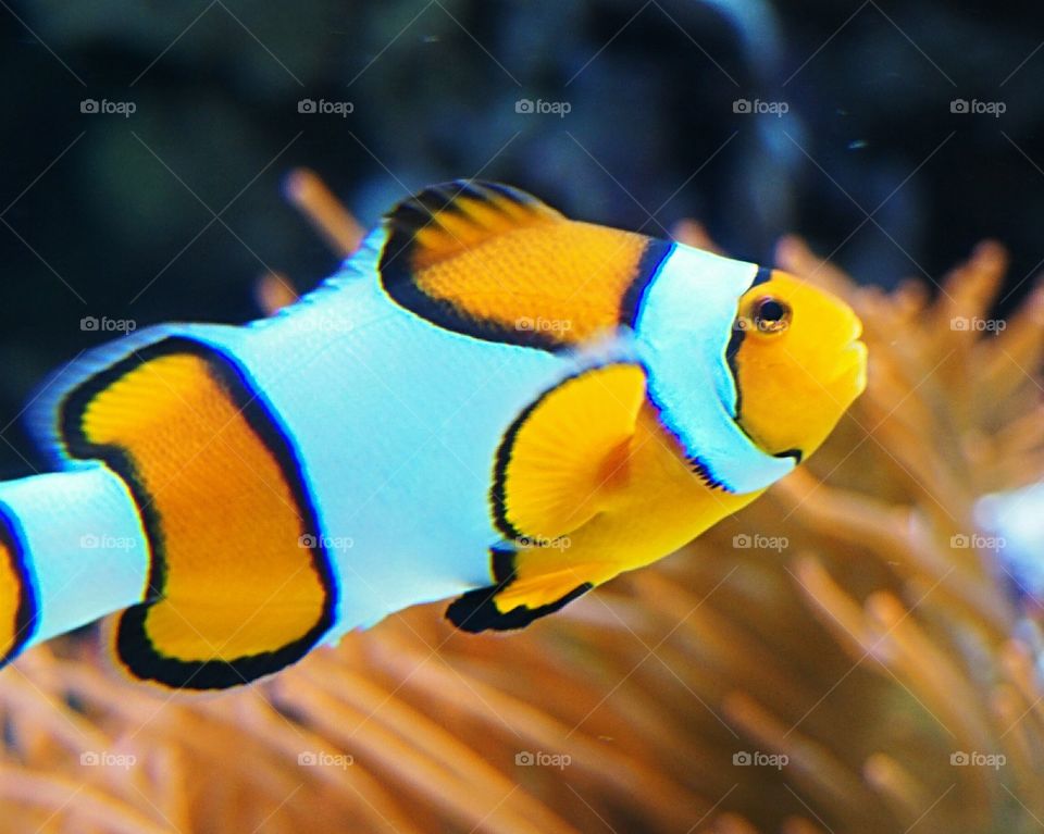 Clownfish