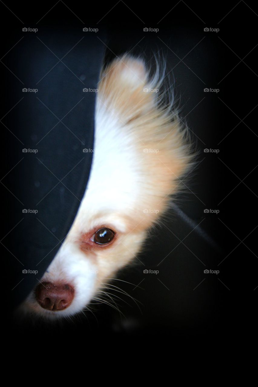 Peek-a-Boo Pom. A Pomeranian peeking out.