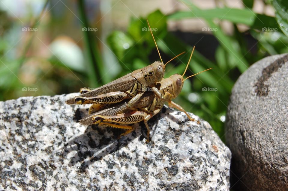 Grasshoppers