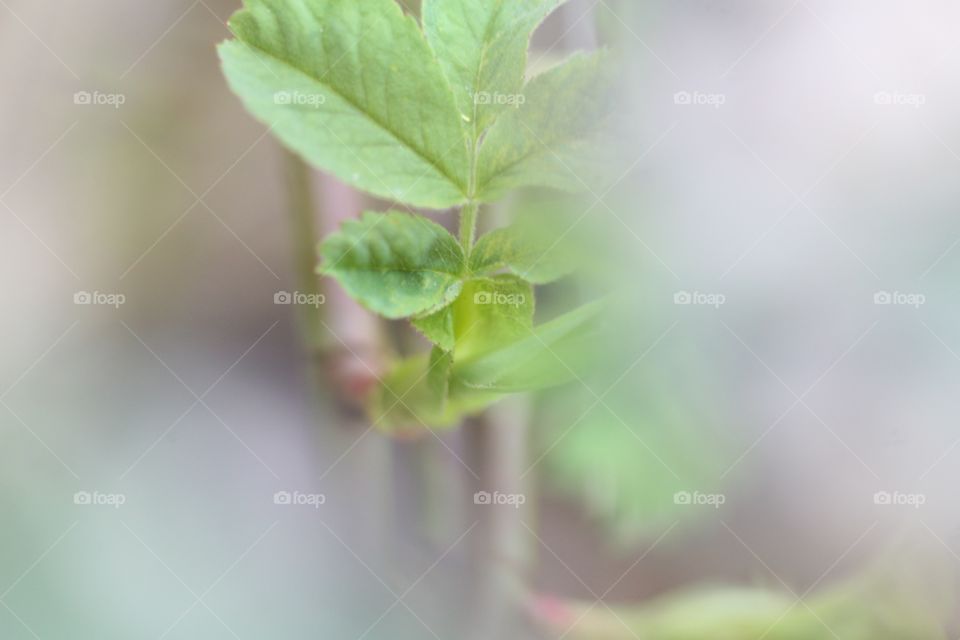 Gyllins garden Malmö, Sweden 