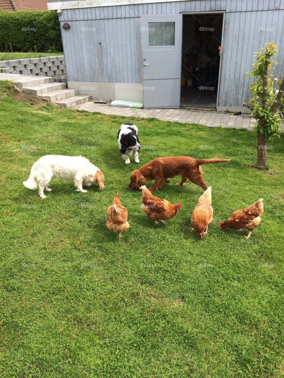 Dogs and chickens 