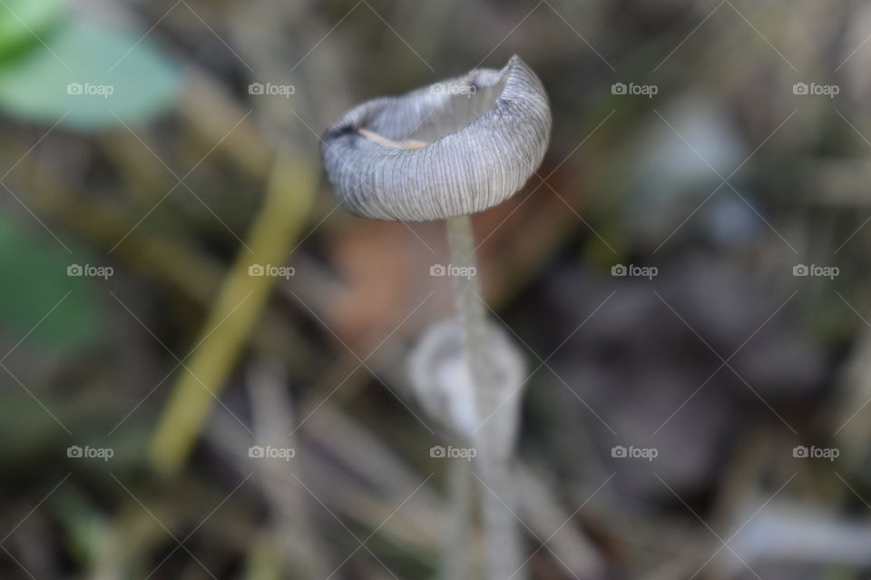 Pretty mushroom in the yard.