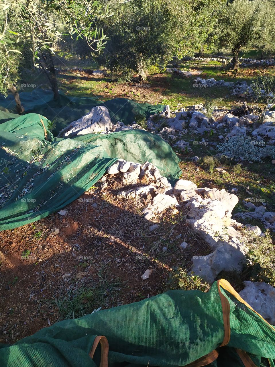 greece olive picking