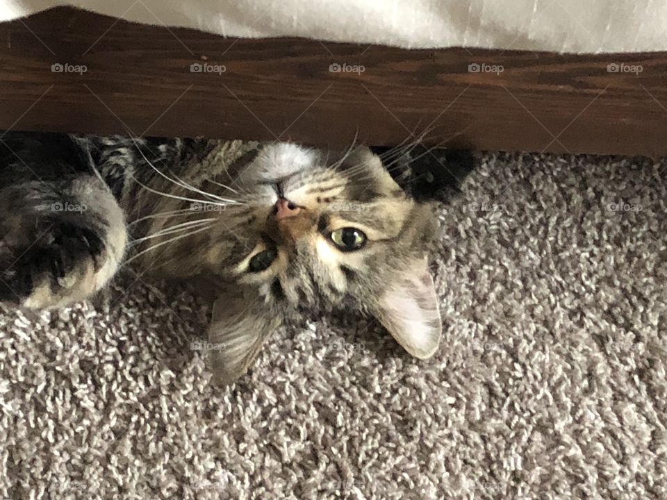 Peek-a-boo. Maine Coon  cat peeking up from under the bed.