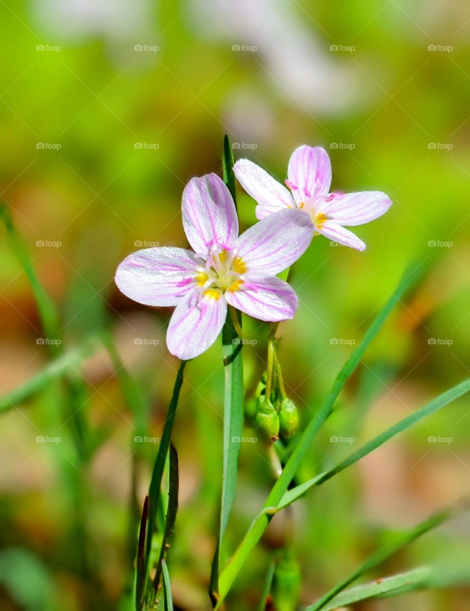 Spring flowers