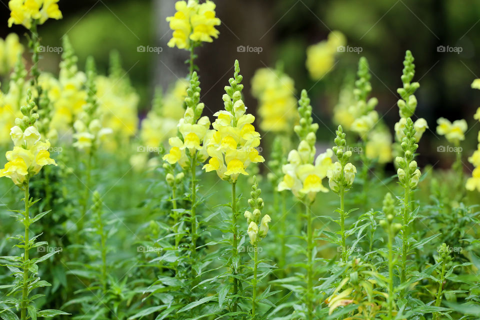 Blooming Spring yellow flowers in Florida