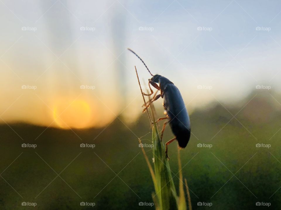 Closeup of beetle viewing the sunset from the best seat in the field