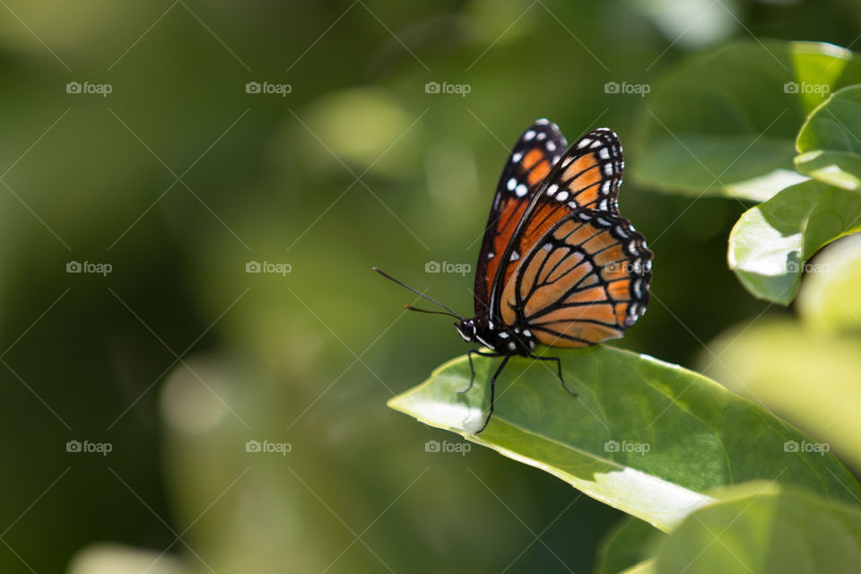 Butterfly, Insect, Nature, No Person, Outdoors