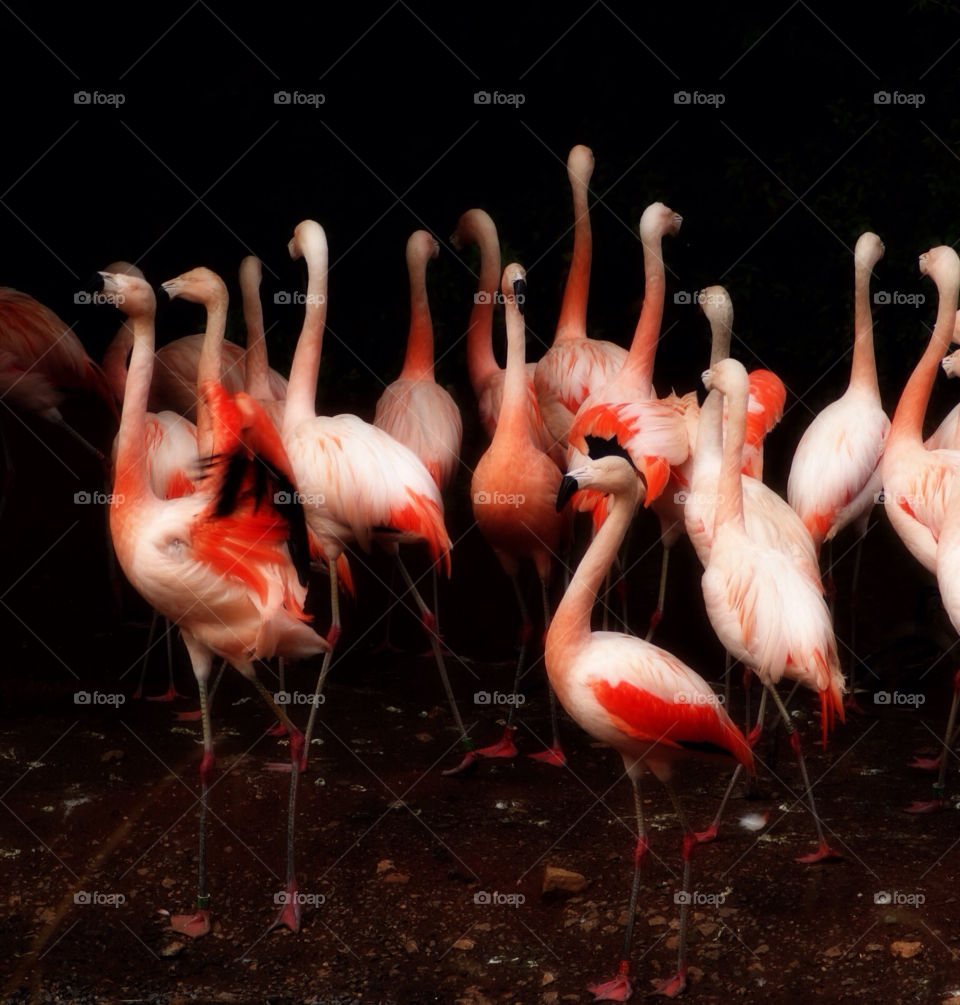 birds flamingos by jokerplayed