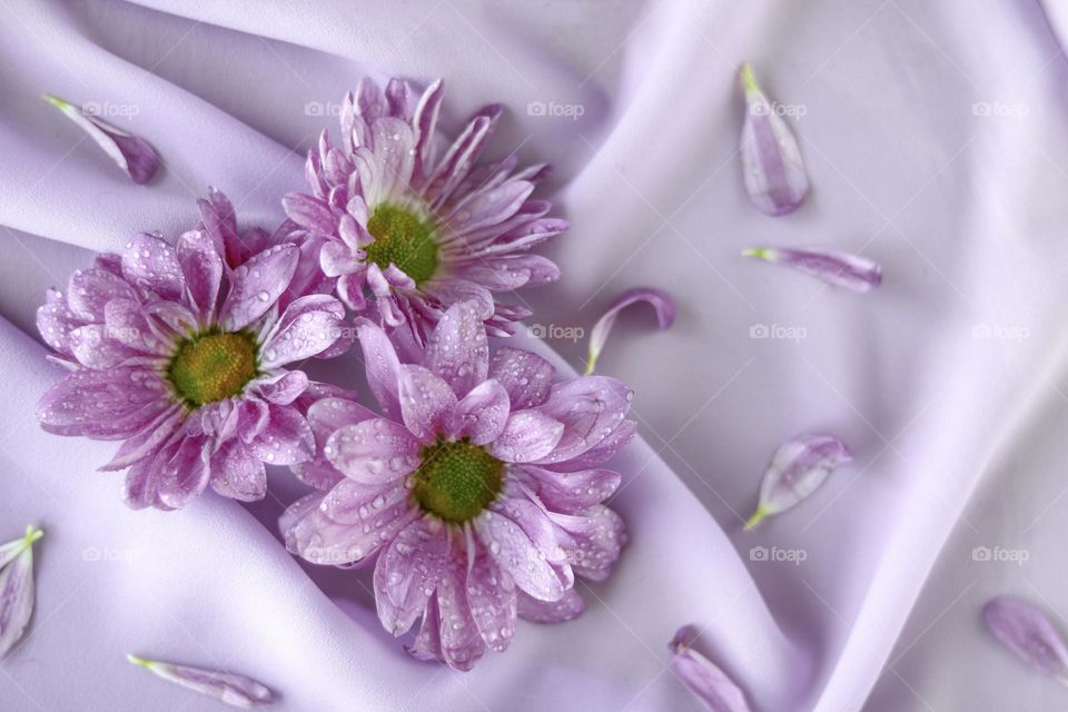 Pastel Purple Flowers