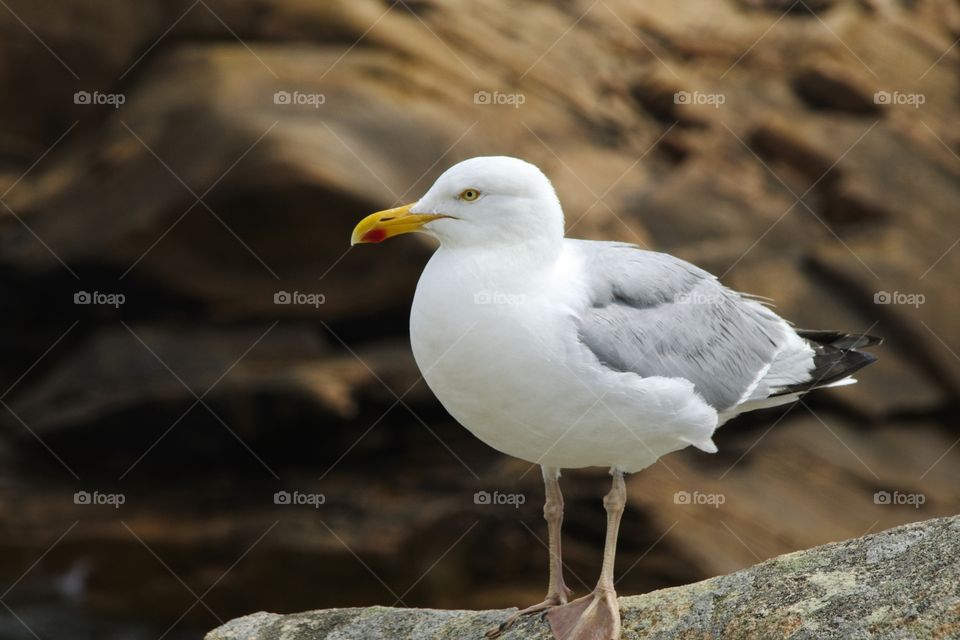seagull on the beach