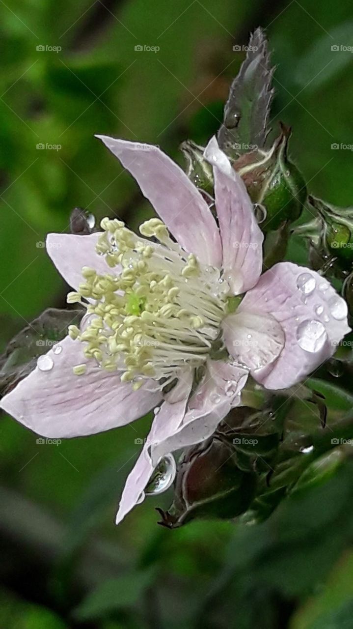 This white flower is going to burst into a big fruit.