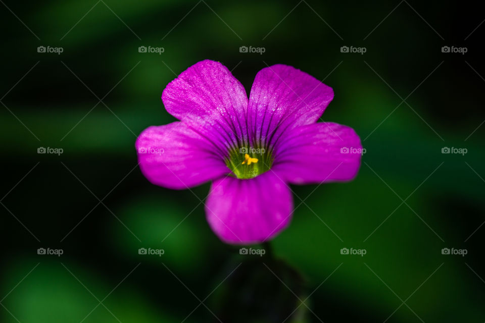 small pink flower