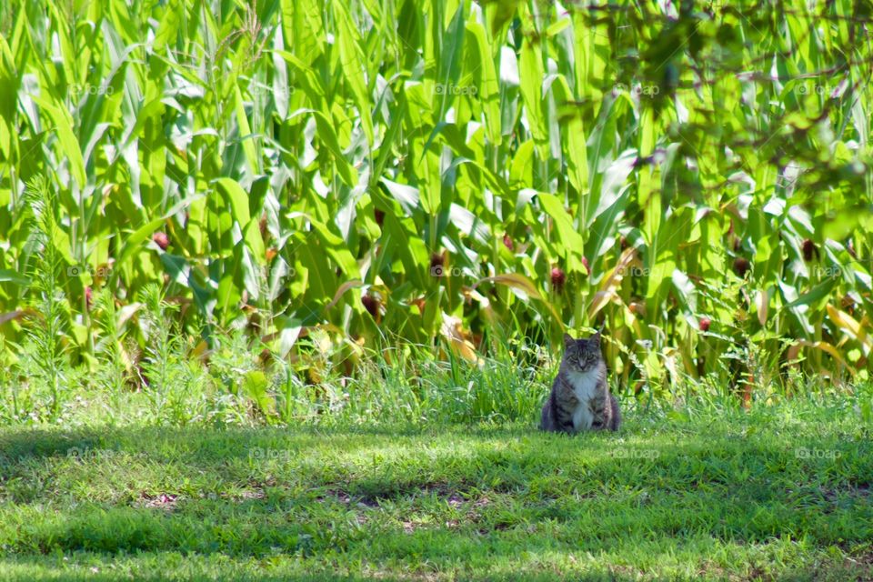 A grey tabby sitting in the grass in front of a field of tall corn  on a sunny summer day