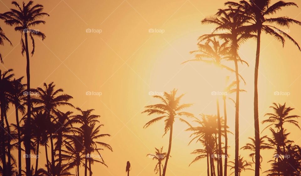 Sunset in Fortaleza Brazil - coconuts trees beach and sun give the Brazilian sensation 