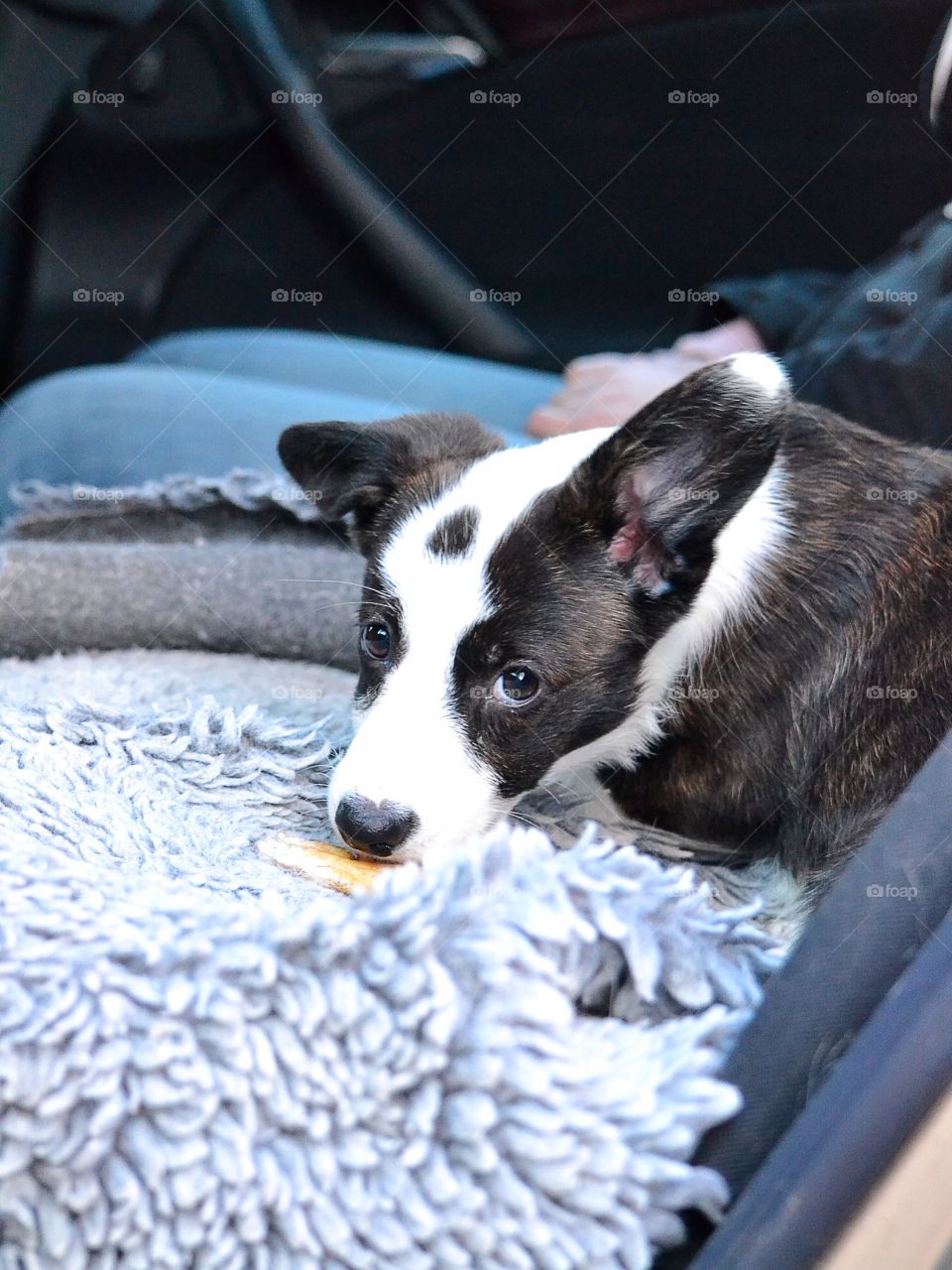 Cute little puppy with a bone sitting in a car