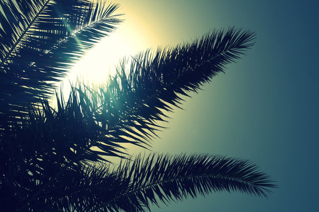Palms