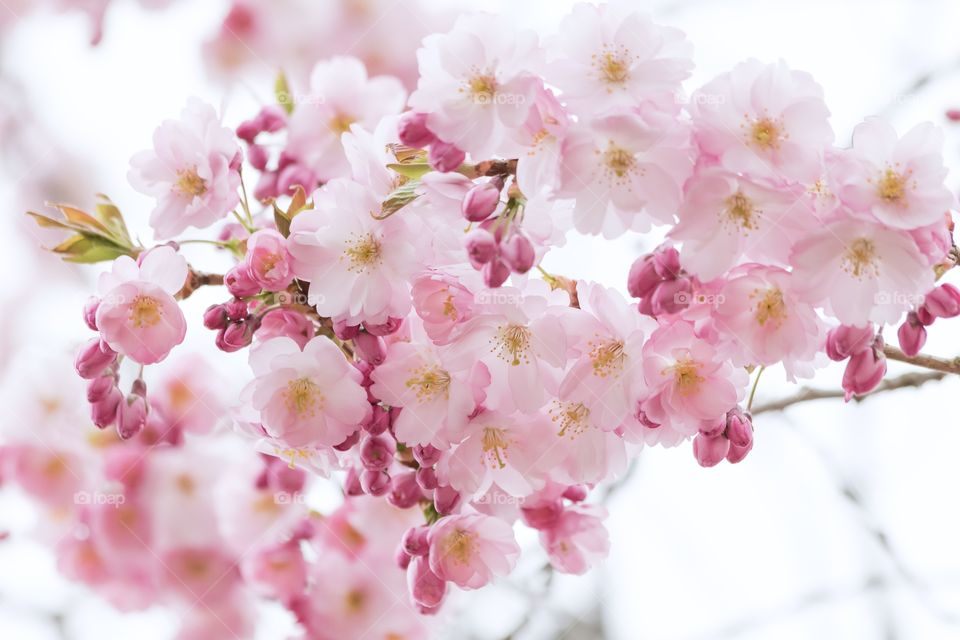 Closeup on cherry tree branches with lots of pink blooming flowers and buds, blossom outdoors 