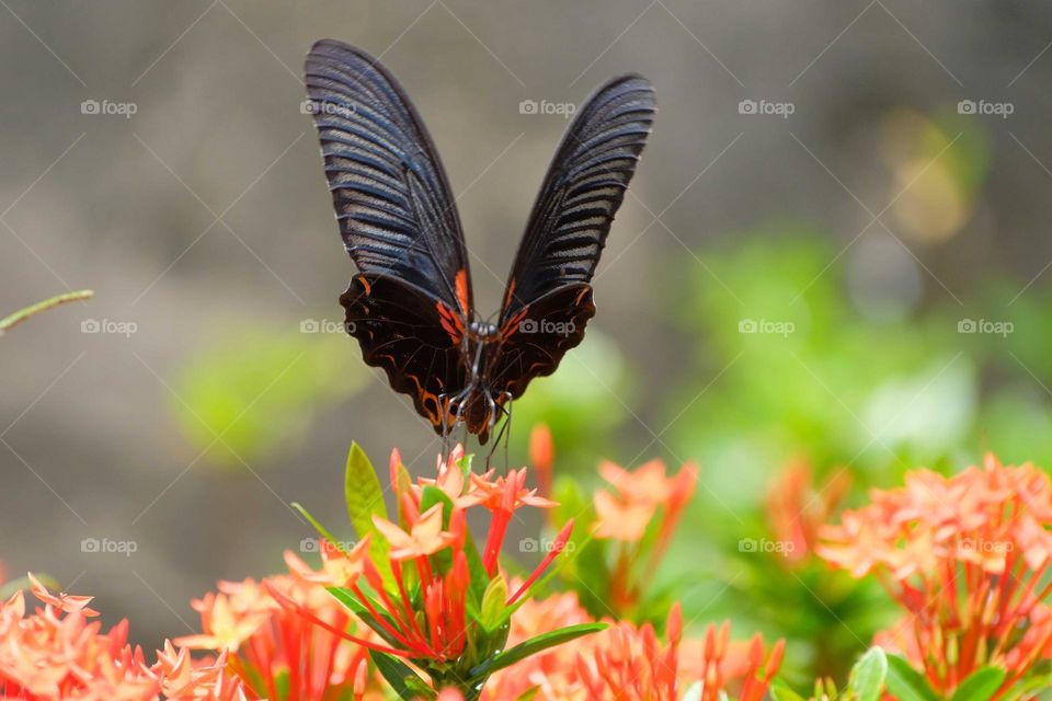 black butterfly